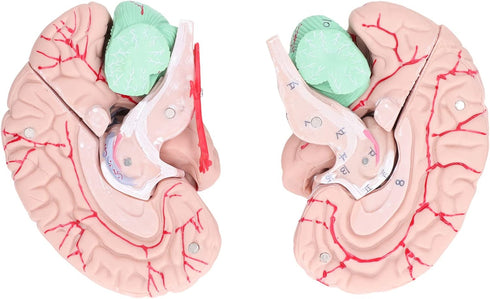 Yosoo Health Gear Human Brain Model Anatomy, Detachable Neuroscience Study Mold for Kids with Skull School Home