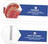 Anatomical Model of Male Reproductive System Enlarged Model for Medical Study and Biology Teaching for Educational