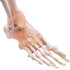 HUBERY MODEL Foot Joint Model Human Foot Ankle Joint Model with Ligament Medical Science Life Size