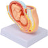 Pregnant Woman Anatomical Pelvis Model Human Female Pelvic Section Pregnancy Anatomical Model Nine Months Baby Fetus