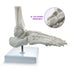 EVOTECH SCIENTIFIC Human Foot And Ankle Model, Life Size Medical Anatomy Foot Skeleton Model W/ Tibia Fibula, Right