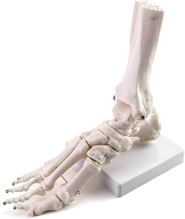 QWORK Human Foot Skeleton Model, Life Size Anatomy Foot and Ankle Model,