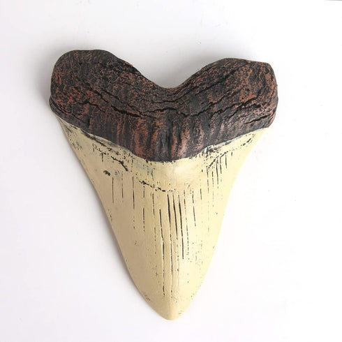 REYINL 5.5 Inch Megalodon (Carcharodon megalodon) tooth, Ivory Color with Serrations(Replica)