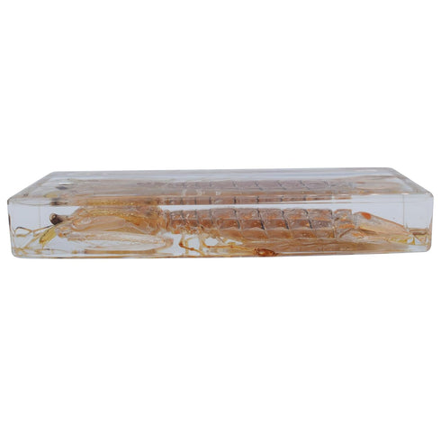 Cherish XT Taxidermy Mantis Shrimp, Real Mantis Shrimp Specimens Animal Specimen in Resin for Science Classroom Science