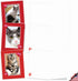 The Best Card Company - 10 All Occasion Blank Cat Cards (4 x 5.12 Inch) - Cute Assorted Bulk Set, Heartfelt Cats