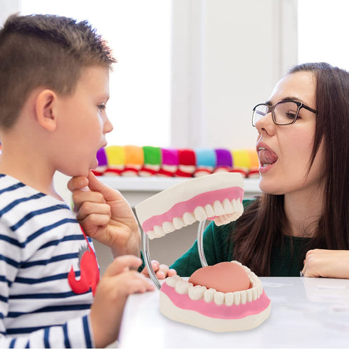 6 Giant Teeth Dental Demonstration Model with Toothbrush, Enlarged Times Standard Size Mouth Model, Denture Teaching