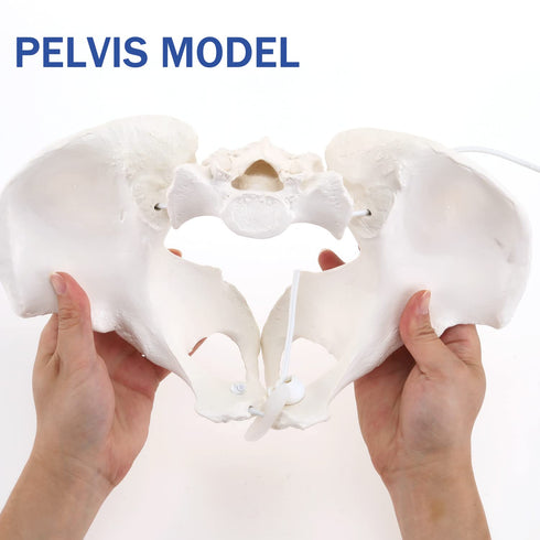 Communication, LYOU Life-Size Flexible Female Pelvis Model for Science Education, Obstetrics, Gynecology & Patient