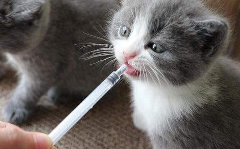 1ml / 1cc Pipette Syringe, 50pcs Plastic Syringes with Luer Slip Tip for Pets Oral, Refilling, Oil or Glue Applicator