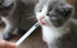 1ml / 1cc Pipette Syringe, 50pcs Plastic Syringes with Luer Slip Tip for Pets Oral, Refilling, Oil or Glue Applicator