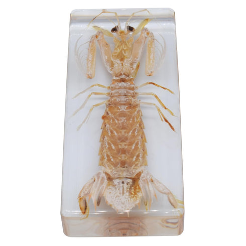 Cherish XT Taxidermy Mantis Shrimp, Real Mantis Shrimp Specimens Animal Specimen in Resin for Science Classroom Science