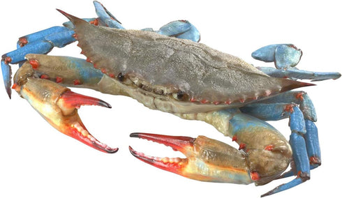 Blue Crab 4 - Wall Decal - 10" Tall x 17" Wide