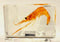 44mm Real Shrimp in Crystal Clear Lucite Resin Specimen Preserved Oriental Freshwater