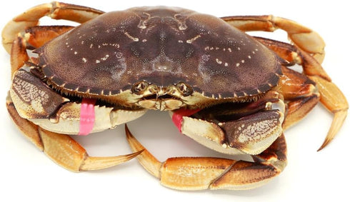 AirFly 1 0.5, Crab, Lobster Claw Rubber Bands, Protect Lobsters & Crabs, Cook Safe FDA-Compliant Silicone, Size x Made