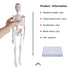 17" NLShan Human Skeleton Model for Anatomy: Scientific Model with Movable Arms, Legs & Display Stand - Mini Human