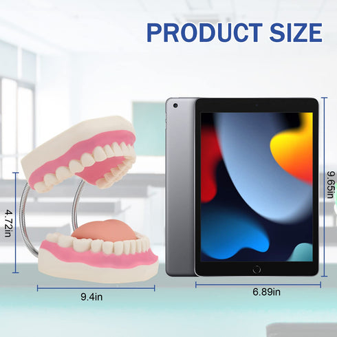 6 Giant Teeth Dental Demonstration Model with Toothbrush, Enlarged Times Standard Size Mouth Model, Denture Teaching