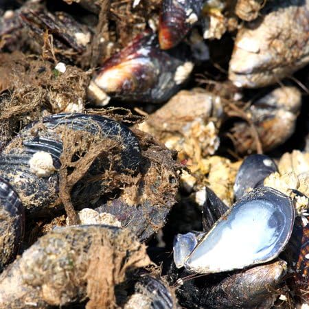 3dRose 12 Inch Pile of Mussels Clustered Together - Nature, Animal, sea, Shell, Crustacean, Tide Pool, Seafood Ceramic