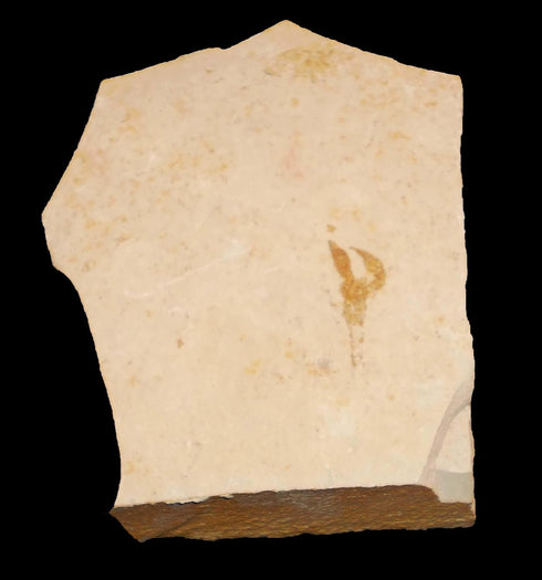 Eryma modestiformis Crab Fossil (Fossils) CRA13