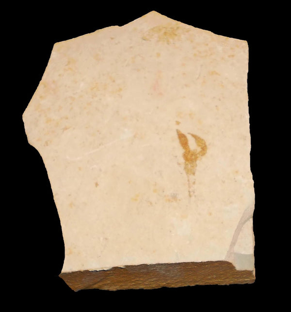 Eryma modestiformis Crab Fossil (Fossils) CRA13