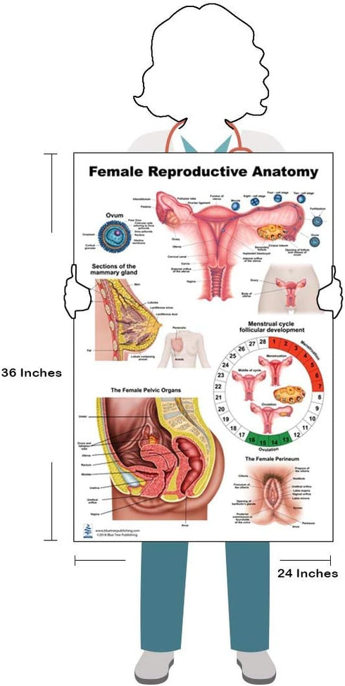 Female Reproductive Anatomy Educational Poster