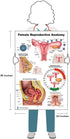 Female Reproductive Anatomy Educational Poster