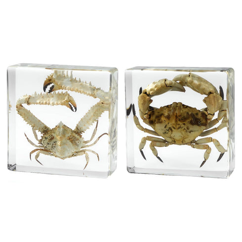 Aolowewin Taxidermy Crabs, Real Oceans Animals Specimen in Resin Preserved, Clear for Closer-Look
