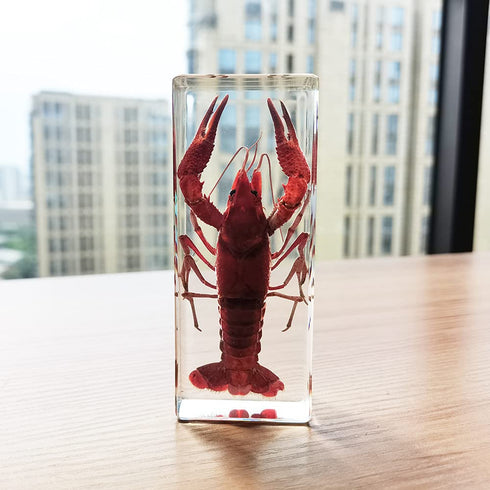 FlyingBean 110 44 27mm (4.3 1.7 1.1 inch), (FBBH-01) Real Shrimp Specimens in Resin Paperweight Crafts, Animal