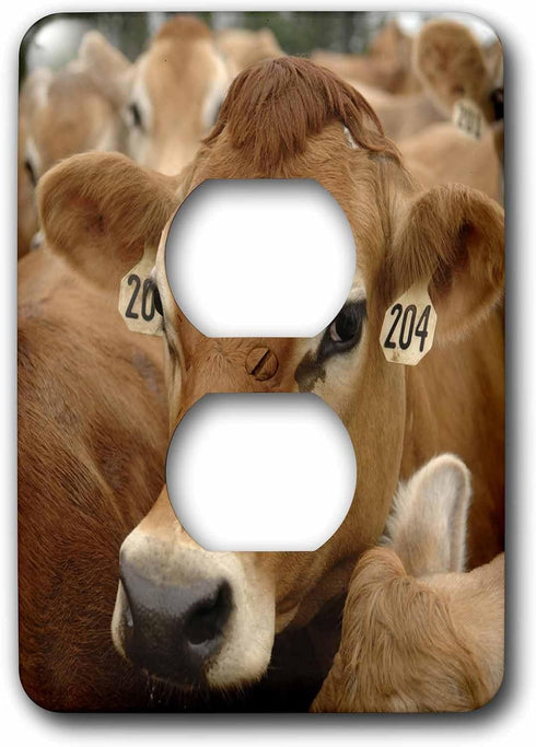 3dRose lsp_97172_6 Jersey Dairy Cows, Rib Lake, Wisconsin Us50 Krs0004 Keith and