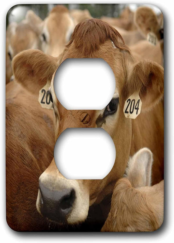 3dRose lsp_97172_6 Jersey Dairy Cows, Rib Lake, Wisconsin Us50 Krs0004 Keith and