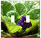Yuatuwaw Switch Plate Double Toggle - African Violet Flower Violet Plant Violet Flower