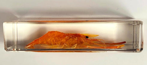 4.3" Large Real Shrimp Oriental Freshwater River Prawn in Crystal Clear Lucite Resin Specimen Preserved Macrobrachium