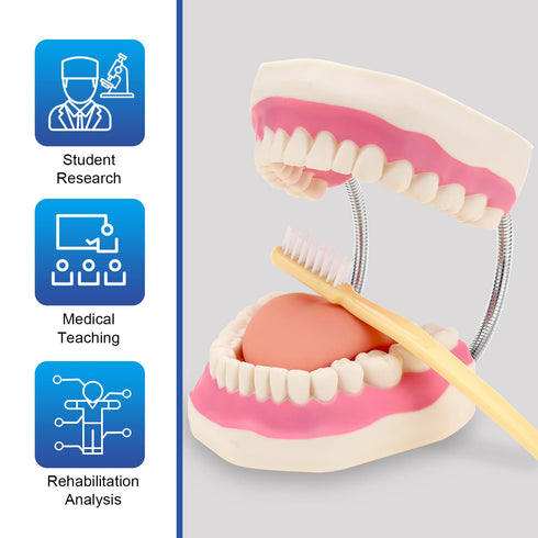 6 Giant Teeth Dental Demonstration Model with Toothbrush, Enlarged Times Standard Size Mouth Model, Denture Teaching
