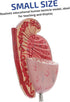 Anatomical Model of Male Reproductive System Enlarged Model for Medical Study and Biology Teaching for Educational