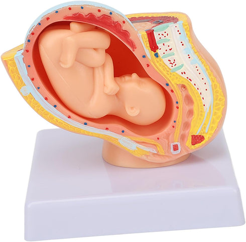 Pregnant Woman Anatomical Pelvis Model Human Female Pelvic Section Pregnancy Anatomical Model Nine Months Baby Fetus