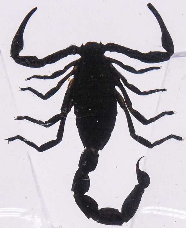 38mm Real Black Scorpion Preserved in Crystal Clear Lucite Resin Specimen for Biology Science Education & Crafts