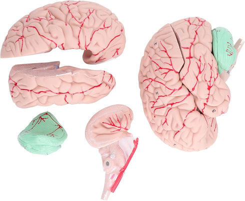 Yosoo Health Gear Human Brain Model Anatomy, Detachable Neuroscience Study Mold for Kids with Skull School Home