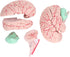 Yosoo Health Gear Human Brain Model Anatomy, Detachable Neuroscience Study Mold for Kids with Skull School Home