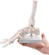 QWORK Human Foot Skeleton Model, Life Size Anatomy Foot and Ankle Model, Right, Fully Articulated, for Education Study