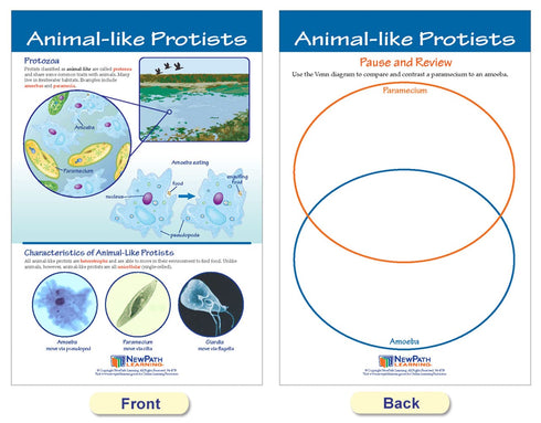 NewPath Learning Protists Bulletin Board Charts, Set of 8, Laminated, Double-Sided, Full-Color, 12" x 18" (94-7017)
