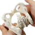 1:2 Pelvis Model - Flexible Female Pelvis Anatomy Model Human Skeleton Model Mini Hip Bone Pelvic Anatomical Model