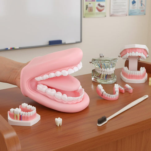 1 28 Patelai Pcs Professional Mouth Puppet for Speech Therapy, Hand Operated Dental Model with Flexible Tongue & Teeth