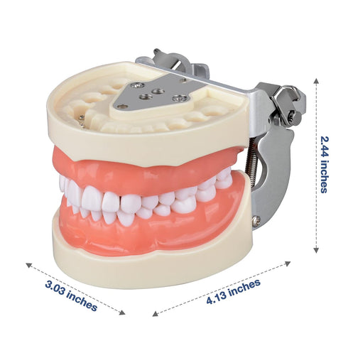 Typodont Teeth Model with 32 Detachable Teeth for Dental Hygiene Students, Teaching and Practice Tool