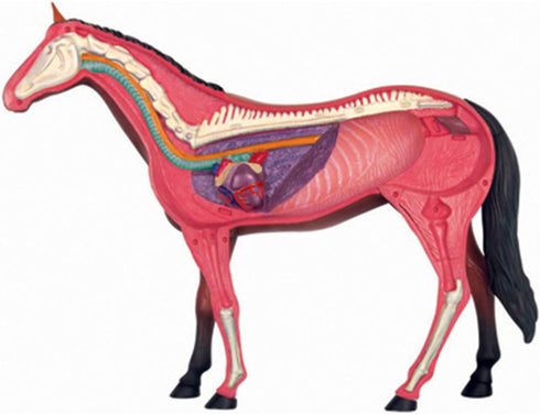 NEXAVKPR Realistic Horse Organ Model Medical Teaching Toy, Horse Anatomy with Detachable Organs for Dissectible Organ