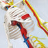 33" Human Skeleton Model with Nerves, Veins and Arteries, Removable Skull Cap, and Articulated Mandible - Includes