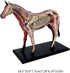 NEXAVKPR Realistic Horse Organ Model Medical Teaching Toy, Horse Anatomy with Detachable Organs for Dissectible Organ