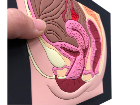 6.5x8inch Female reproductive Part Rubber matt Model, Female Genital Organ, Uterine Medical Teaching Anatomical
