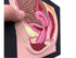 6.5x8inch Female reproductive Part Rubber matt Model, Female Genital Organ, Uterine Medical Teaching Anatomical