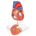 2-Part 48 LYOU Human Heart Model, Life Size Anatomically Accurate Numbered Heart Medical Model Shows Anatomical