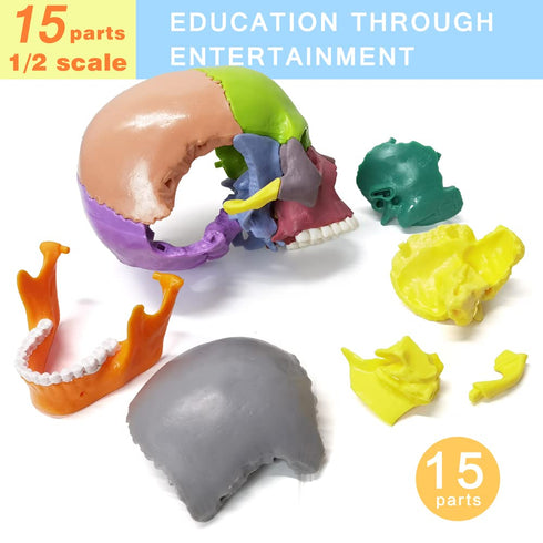 15-Parts HADWYN Puzzle Anatomy Skull Model,Colorful Medical Brain Model,Human Anatomy Exploded Skull Detachable Medical