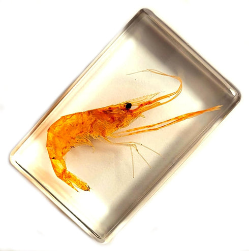 44mm Real Shrimp in Crystal Clear Lucite Resin Specimen Preserved Oriental Freshwater River Prawn Macrobrachium