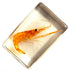 44mm Real Shrimp in Crystal Clear Lucite Resin Specimen Preserved Oriental Freshwater River Prawn Macrobrachium